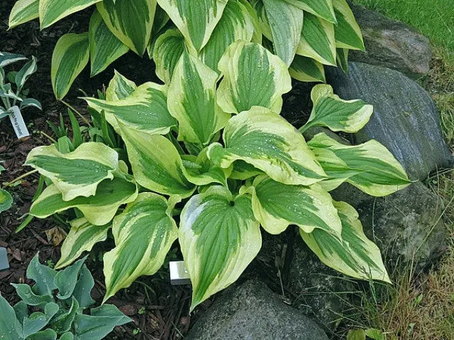 Silk Road PP19835 Hosta