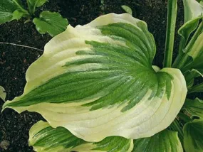 Silk Road PP19835 Hosta